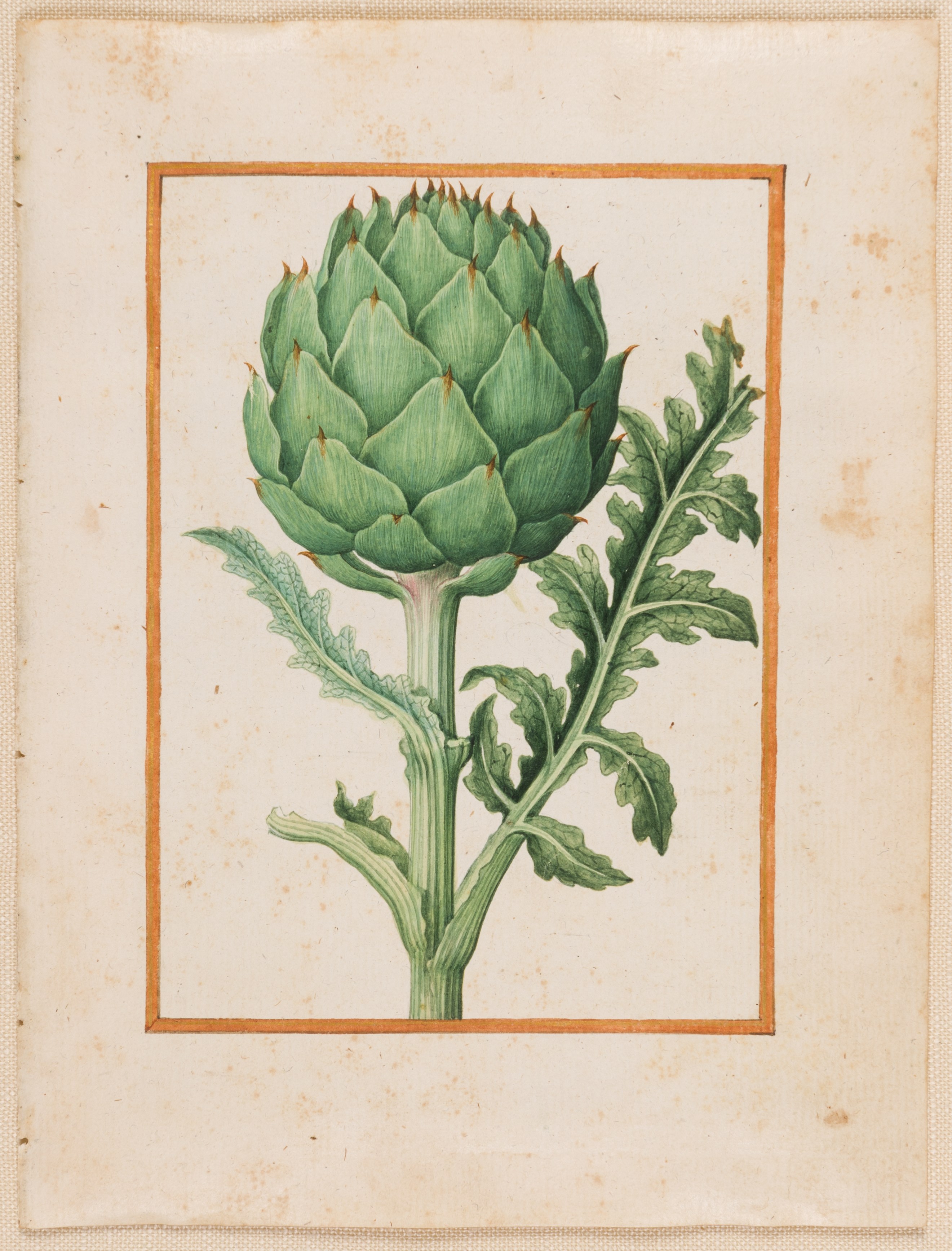 A Globe Artichoke (Cynara scolymus)